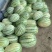 无籽美都西瓜金花6号