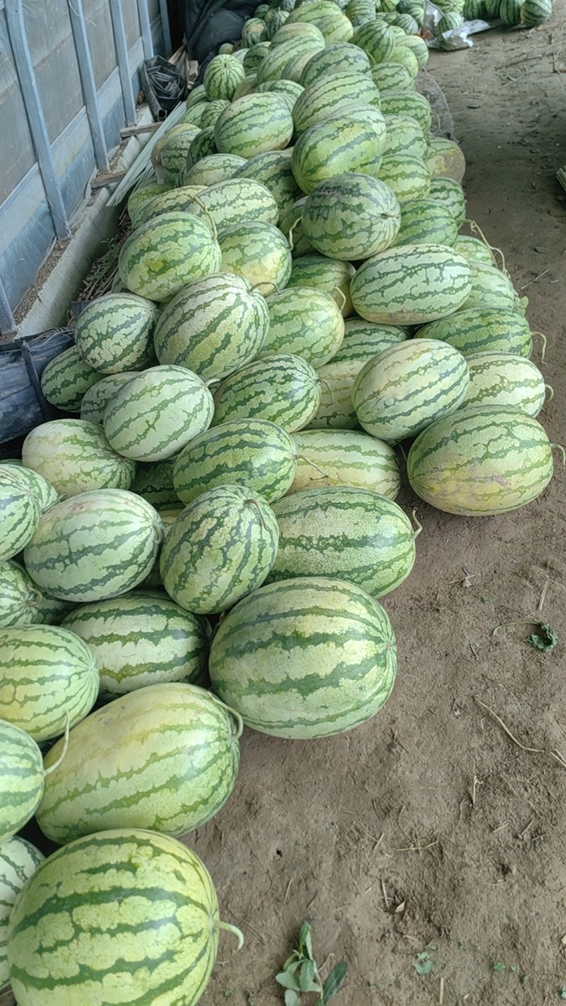无籽美都西瓜金花6号