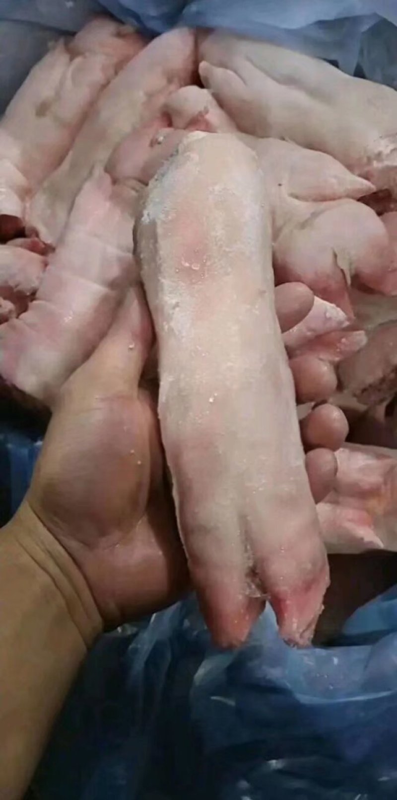 精品猪蹄，工厂直发，规格型号齐全，当年新货