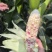 新鲜花糯玉米，口感好，无虫，满尖