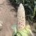 新鲜花糯玉米，口感好，无虫，满尖