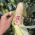 新鲜花糯玉米，口感好，无虫，满尖