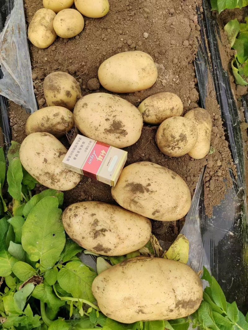 开封通许土豆大量上市