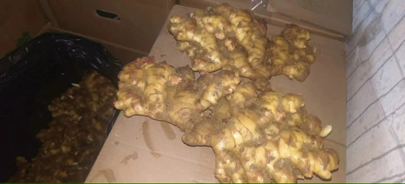 贵州二黄姜生姜各种生姜新鲜上市大量现货