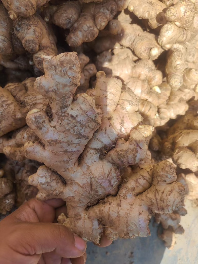 贵州二黄姜生姜各种生姜新鲜上市大量现货