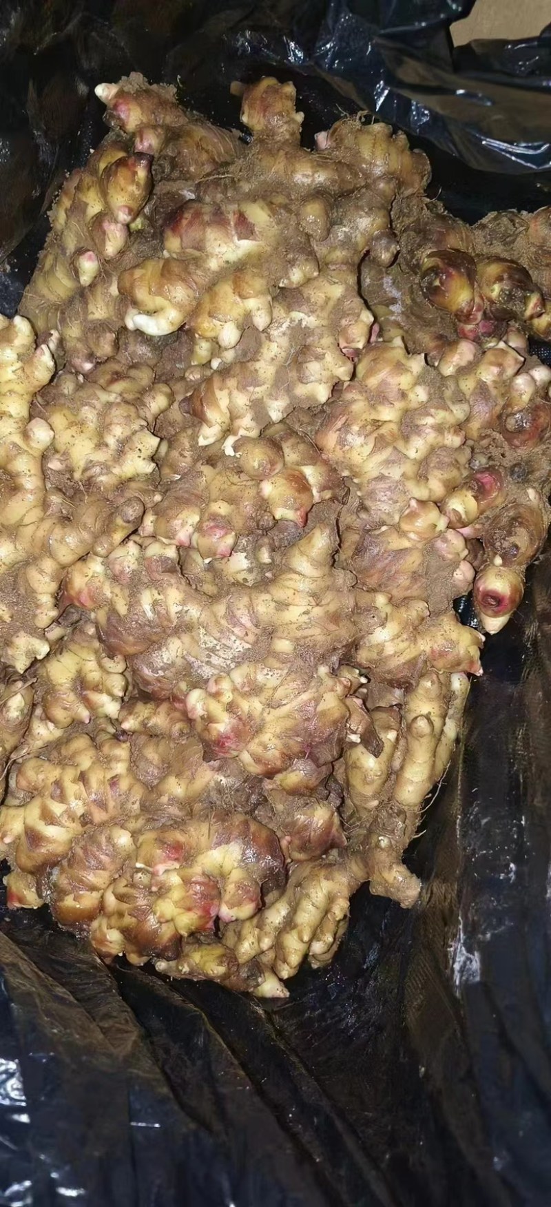 贵州二黄姜生姜各种生姜新鲜上市大量现货