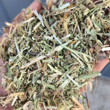 河南花生秧大量出货量大从优