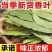 【只卖头茬香叶】广西香叶新货批发月桂叶调味料香料卤料干货净重