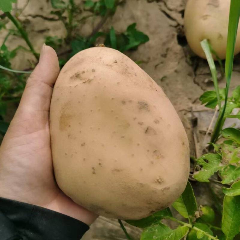 自家土豆