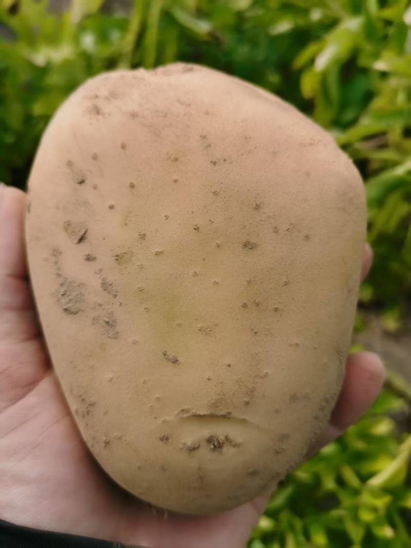 自家土豆
