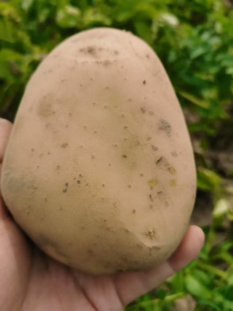 自家土豆