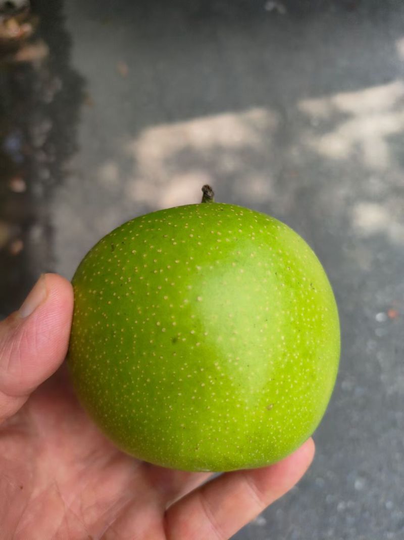 梨，翠玉梨，翠冠，苏苏翠，汁多脆甜，果形好，湖北基地直发
