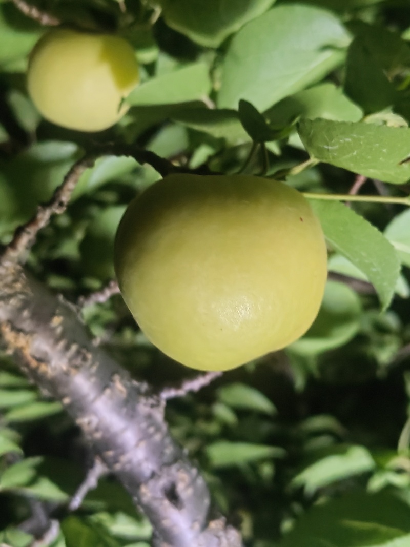 银白杏