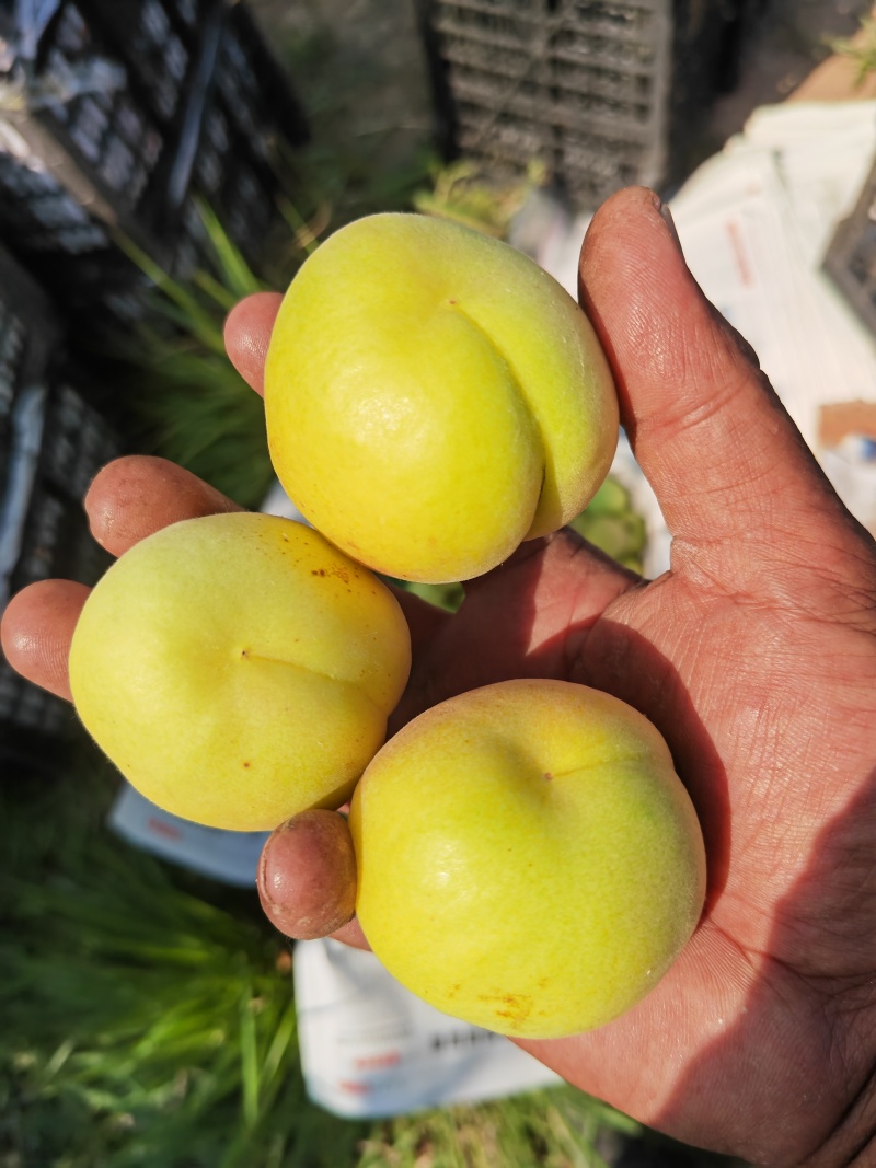 银白杏