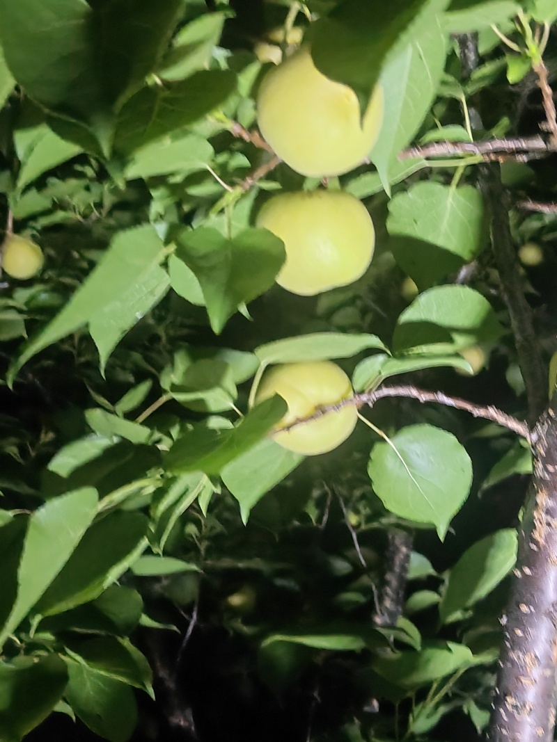 银白杏