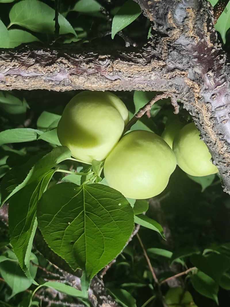 银白杏
