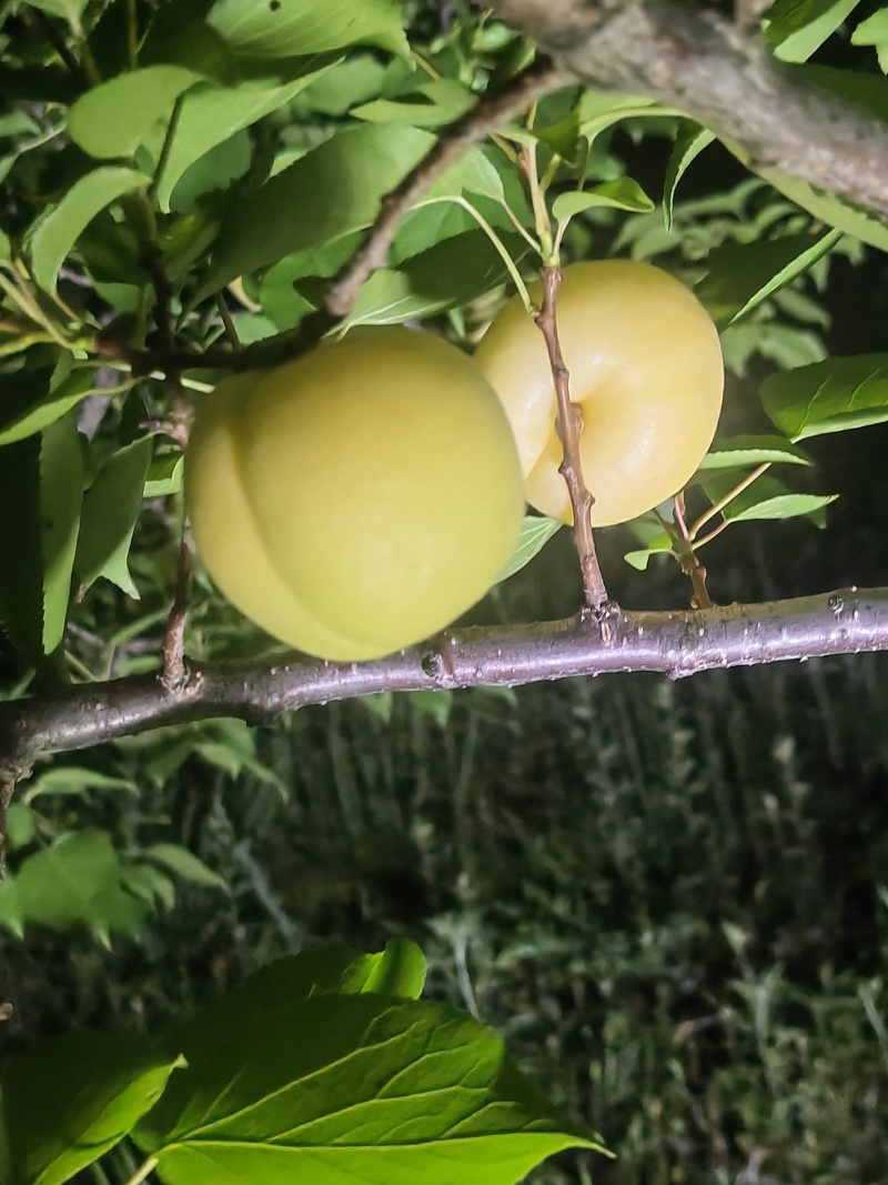 银白杏