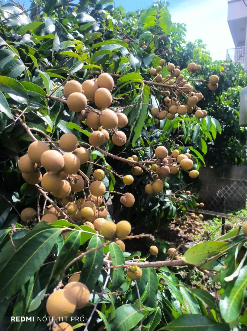 龙眼