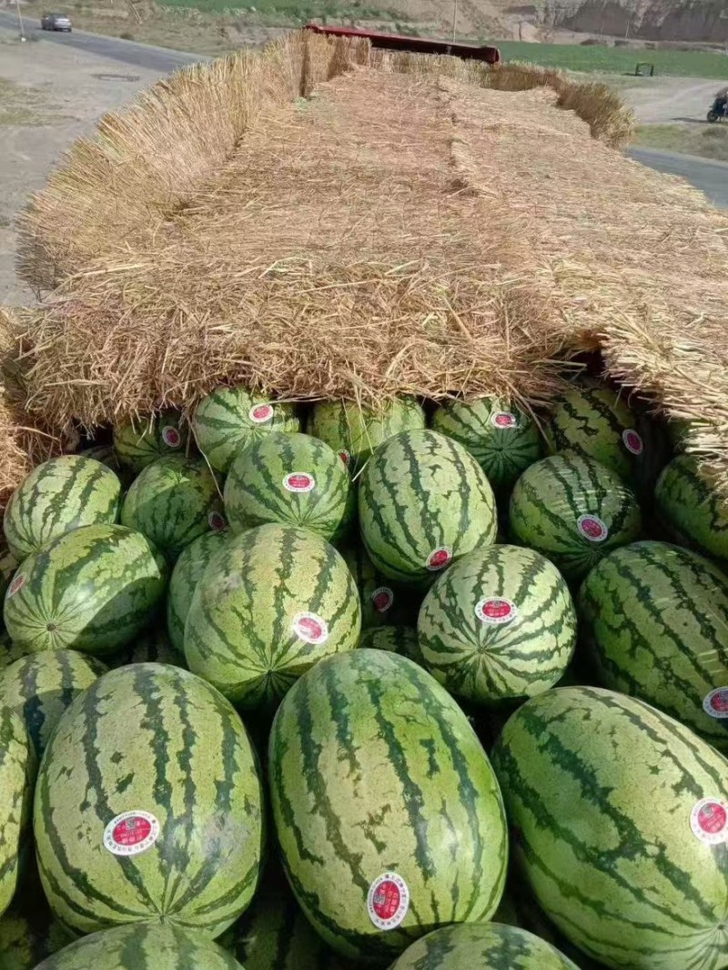 【实力推荐】宁夏石头硒砂瓜大量上市，对接各大省市。