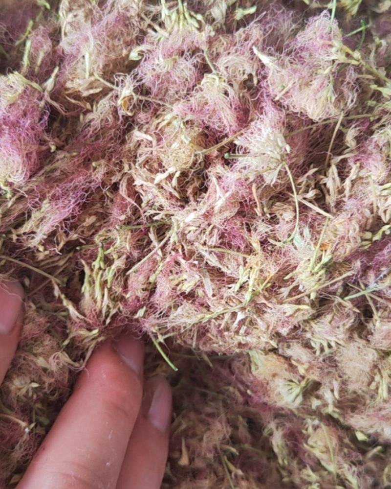 合欢花