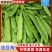 油豆角吉林油豆角大量有货量大从优保质保量可对接商超市场