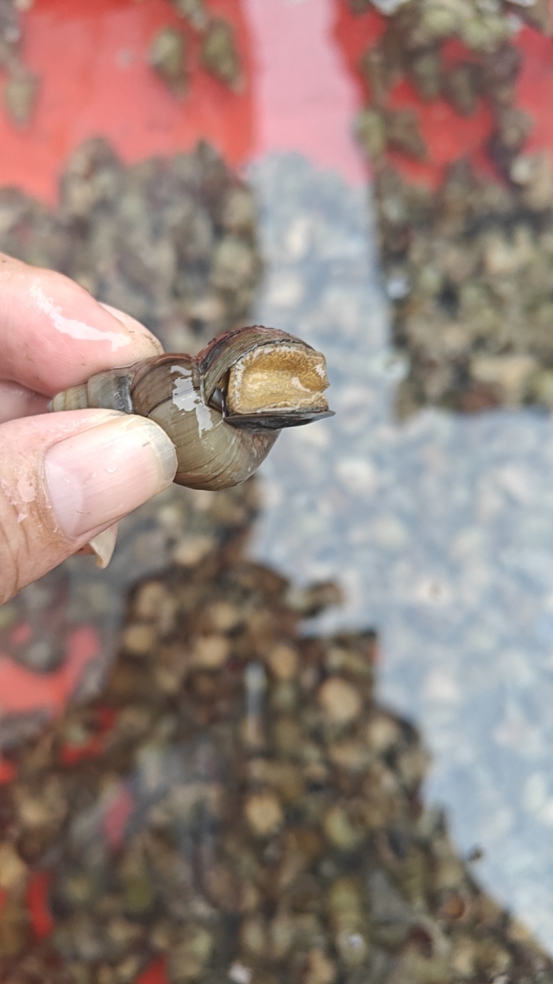 微山湖淡水螺蛳，大量现货新鲜包活到家