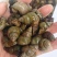 微山湖淡水螺蛳，大量现货新鲜包活到家