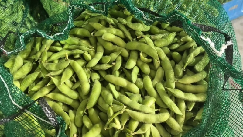 山东毛豆~版型大颜色青~颗粒饱满支持原包水洗～保质保量