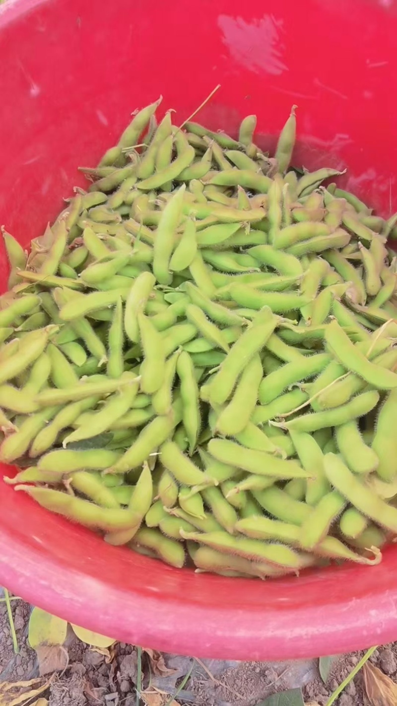 山东毛豆~版型大颜色青~颗粒饱满支持原包水洗～保质保量
