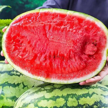 《宁夏硒砂瓜》中卫石头瓜/金城五号/产地供应视频看货