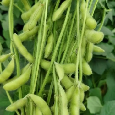 山东毛豆~版型大颜色青~颗粒饱满支持原包水洗～保质保量