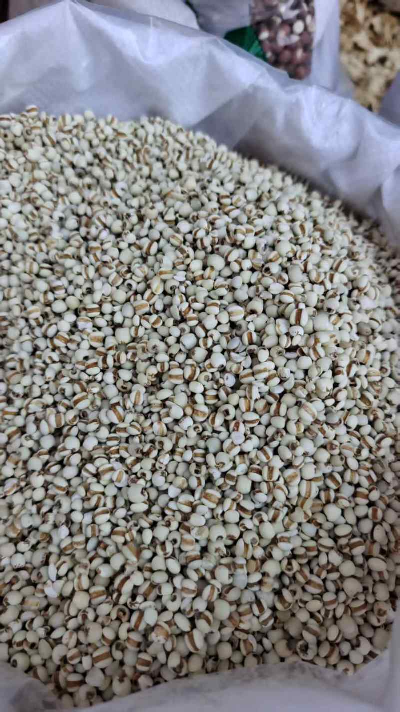 贵州小薏米薏苡仁熬粥2斤包邮量大优惠