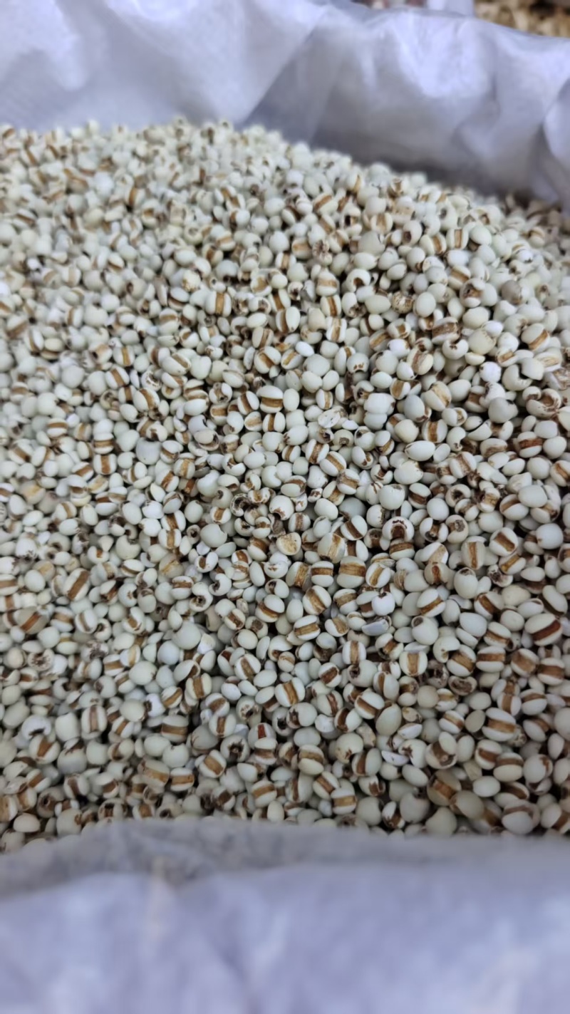 贵州小薏米薏苡仁熬粥2斤包邮量大优惠
