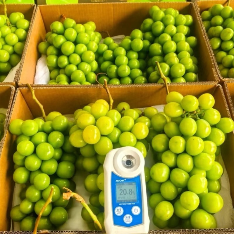 湖南常德阳光玫瑰葡萄新鲜上市甜蜜多汁坏果包赔质量保障