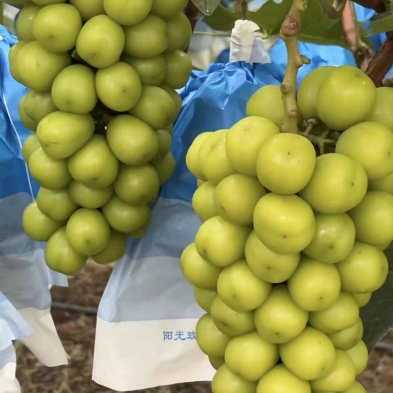 湖南常德阳光玫瑰葡萄新鲜上市甜蜜多汁坏果包赔质量保障