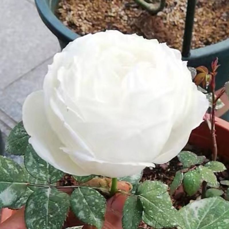 切花月季纯白色玫瑰花苗强香勤花大包白玫瑰花