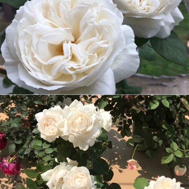 切花月季纯白色玫瑰花苗强香勤花大包白玫瑰花
