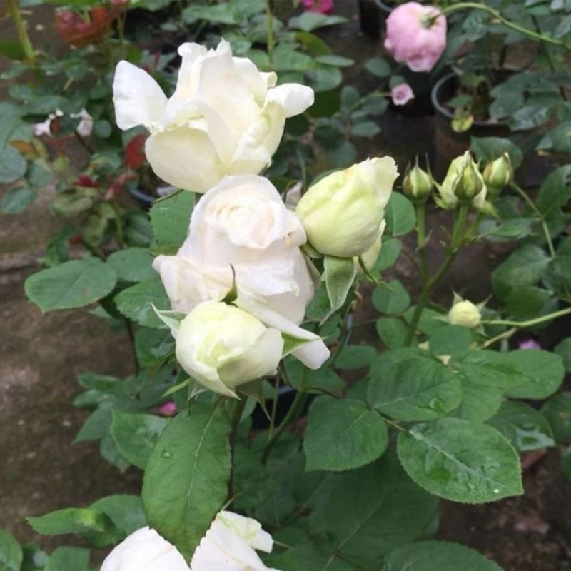 切花月季纯白色玫瑰花苗强香勤花大包白玫瑰花