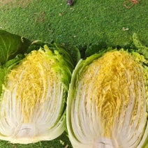 宁夏黄心白菜大量接单产地直发，价格美丽欢迎来电