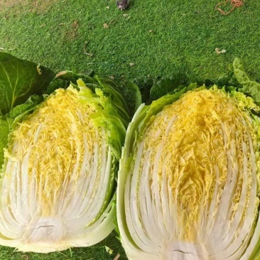 宁夏黄心白菜大量接单产地直发，价格美丽欢迎来电