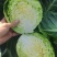 宁夏黄心白菜大量接单产地直发，价格美丽欢迎来电