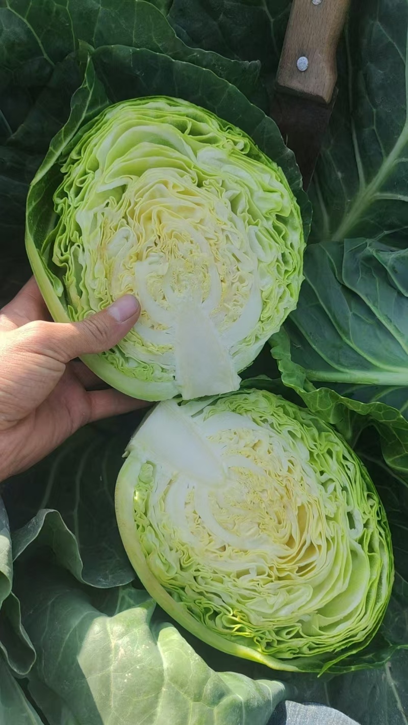 宁夏黄心白菜大量接单产地直发，价格美丽欢迎来电