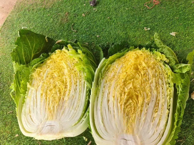 宁夏黄心白菜大量接单产地直发，价格美丽欢迎来电