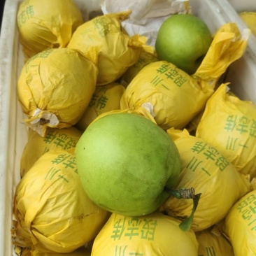 精品安徽砀山翠玉梨产地直发甜度高代发全国可视频看货