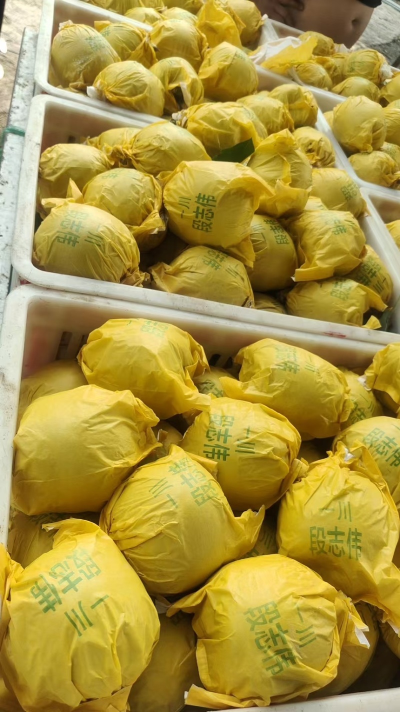 精品安徽砀山翠玉梨产地直发甜度高代发全国可视频看货
