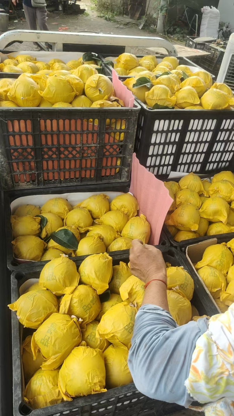 精品安徽砀山翠玉梨产地直发甜度高代发全国可视频看货