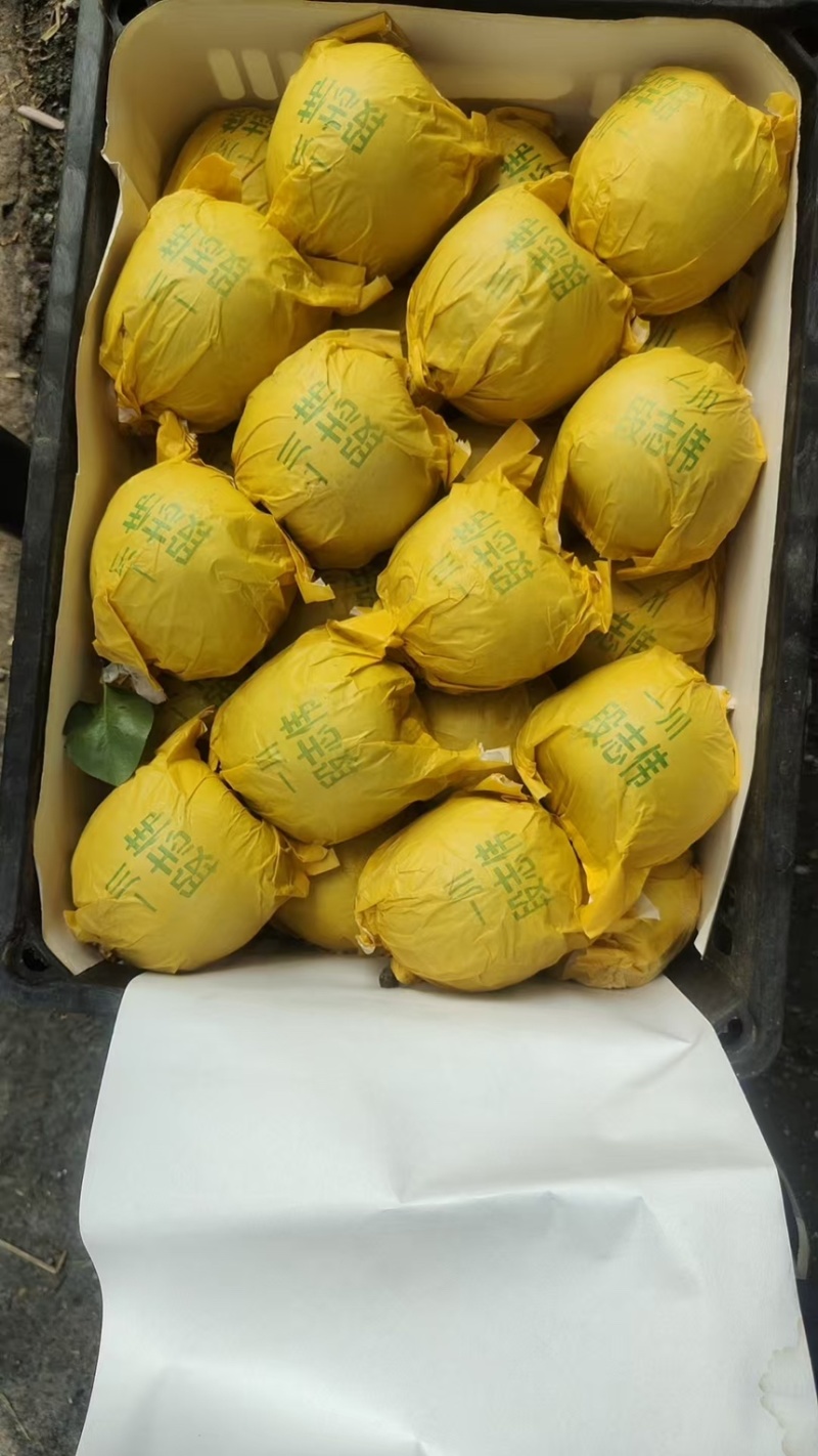 精品安徽砀山翠玉梨产地直发甜度高代发全国可视频看货
