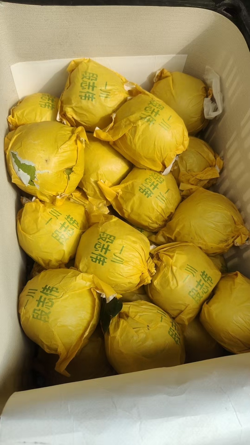 精品安徽砀山翠玉梨产地直发甜度高代发全国可视频看货