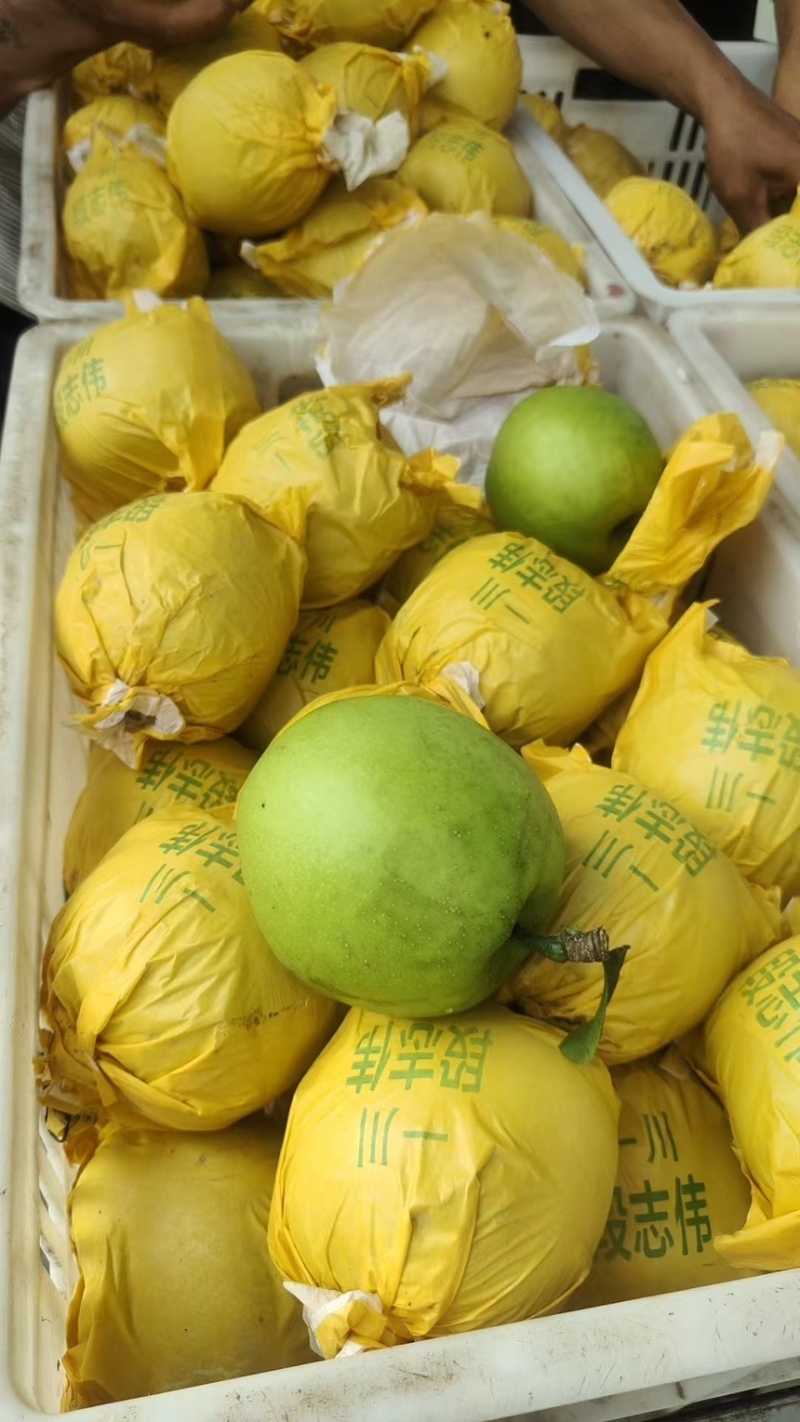 精品安徽砀山翠玉梨产地直发甜度高代发全国可视频看货