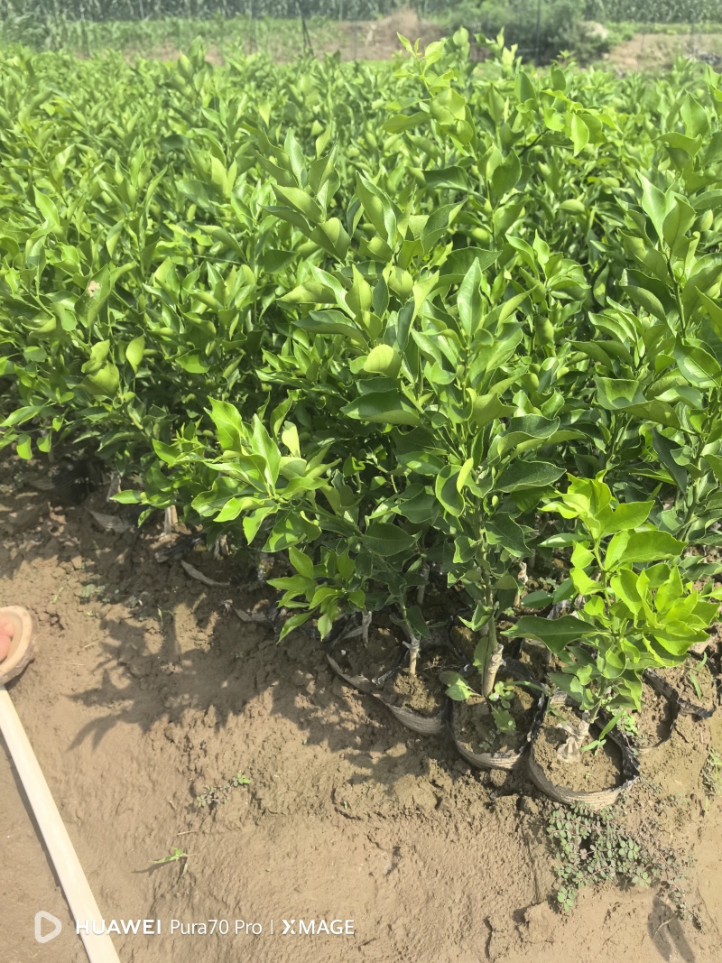 特早熟耙耙柑苗爱媛46号柑橘苗阿蜜达柑桔苗雁媛苗